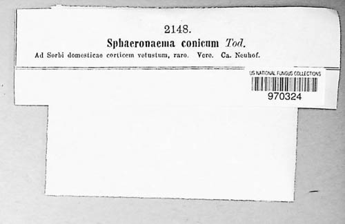 Sphaeronaema conicum image